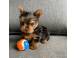 Yorkshire terrier caini pisici 918997 poza 1